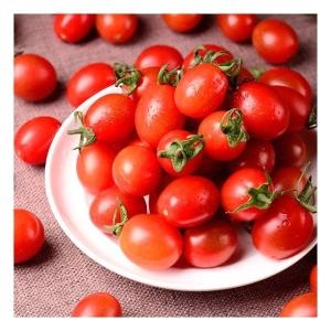 대추방울 토마토 3번과 5kg