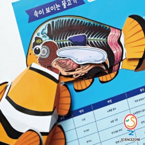 속이보이는물고기 5인용