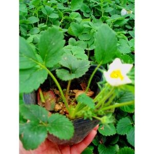 딸기 딸기모종 명월초