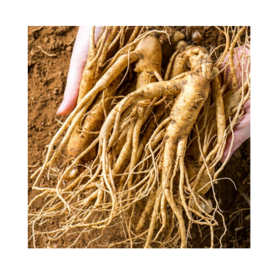 금산인삼 5년근 무세척 난발삼 중 375g (1개)