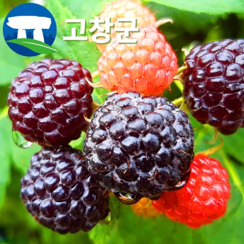 산들다온 산지직송 고창 복분자 블랙라즈베리 특품 5kg (1개)_이미지