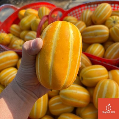성주참외 가정용 못난이 랜덤과 (3kg,1박스)_이미지