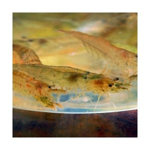 [�Ҹ�] ���̻���