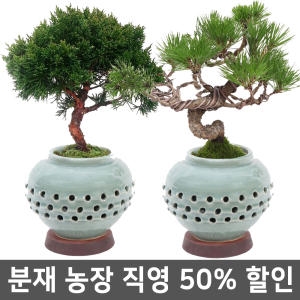 DIY드라마 난분재농장 선물용 취미용 분재 생일선물 난 소나무 진백 화분_이미지