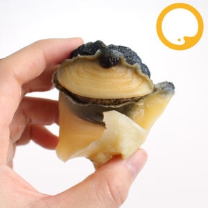 바다받아 자숙탈각 피뿔고둥살 L 1kg (1개)_이미지