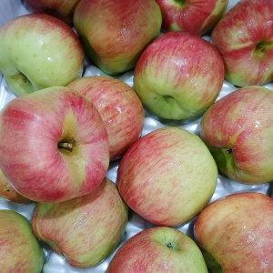 Ȳ�ݿ��� ������ ���ִ� ������ ���� ��� ȫ�λ�� 10kg �Ұ� 48-57��