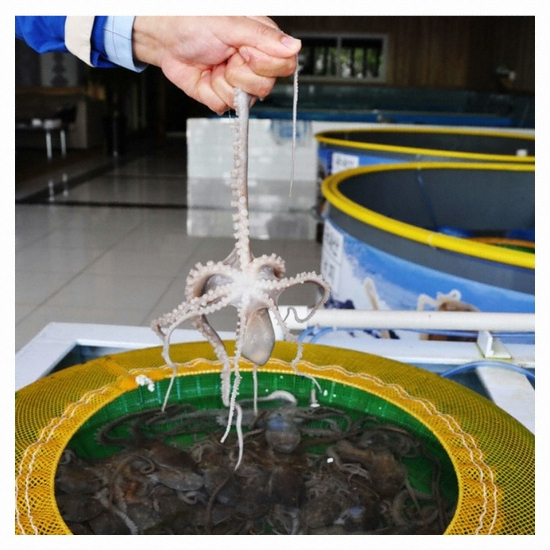 목포낙지촌 뻘낙지 한입거리 20개(마리) (1개)