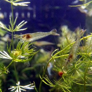 [불명] 생이새우(소) (100마리)_이미지