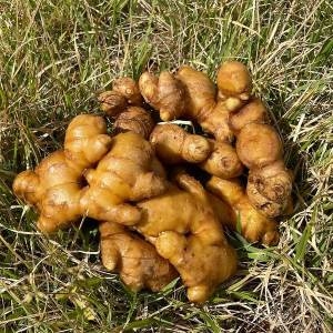  파인밀 봉동 개량종 세척생강 1kg [1개]