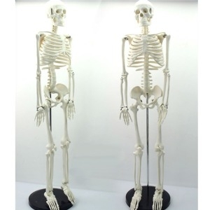  토이사이언스 인체 골격 모형 85cm 뼈구조 축소모형 ENOVO사  인체 골격 모형 85cm 뼈구조 축소모형 ENOVO사