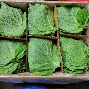 야채맘 백양사 펴진 깻잎 2kg내외이미지입니다. 누르면 해당 게시물로 새창이동합니다.