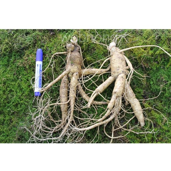 금산인삼 원수삼 별대 최상 1호 750g (2~3뿌리)