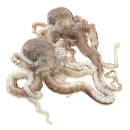 대한민국농수산 산낙지 4개(마리)내외 500g (1개)