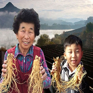 금산인삼 참인삼 세척 오쿠다림용 콩난발삼 500g (1개)_이미지