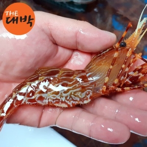 살아있는 독도바리 활 독도꽃새우 활 독도꽃새우 500g
