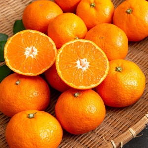 ���ֳ��� ���� �ߴ�� 10kg