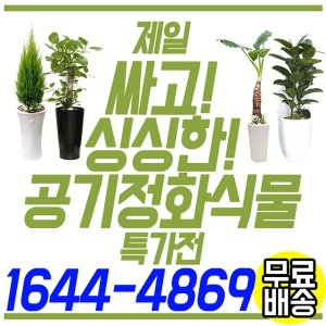 전국개업화분 금전수 화분 해피트리 화분 스투키