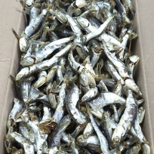 백송식품 품질좋은 국산 햇 다시멸치 1.5kg 육수용멸치_이미지