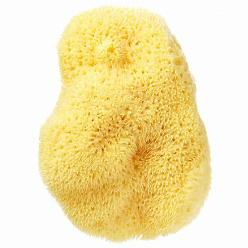 그리스 천연 해면 3.5~4인치