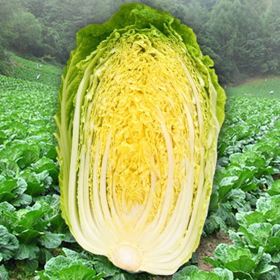 괴산농장 깨끗하고 신선한 1등급 괴산절임배추 20kg