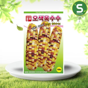 오색 찰 옥수수씨앗 100립 옥수수 씨 종자
