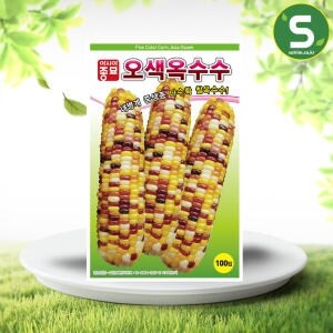 아시아종묘 오색 찰 옥수수<b>씨앗</b> 100립 옥수수 씨 종자