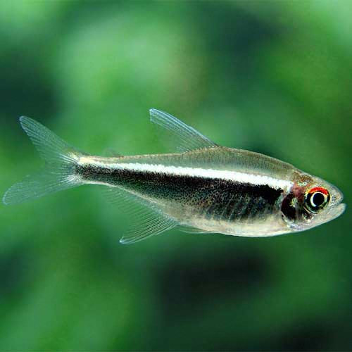 ㅤ블랙 네온 테트라 (30마리)_이미지
