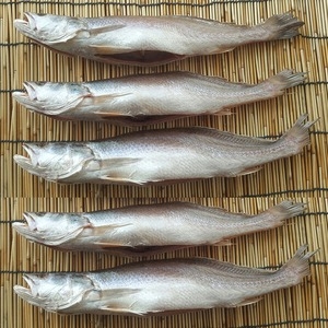 반건조 민어뾰조기 제수용 민어조기 3P 32~34cm 3마리_이미지