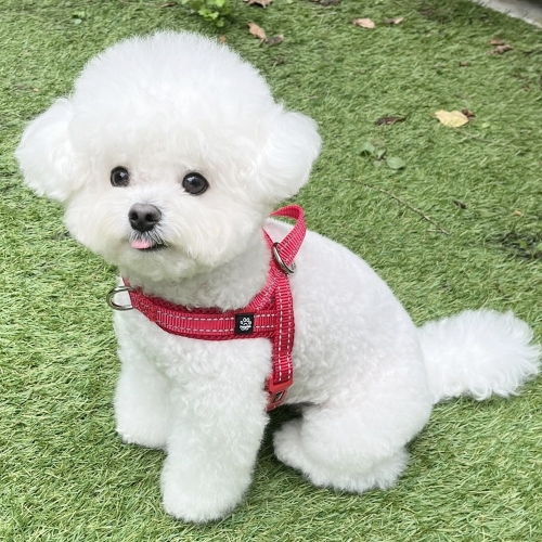 멍템 앞섬방지 강아지 하네스 S이미지입니다. 누르면 해당 게시물로 새창이동합니다.