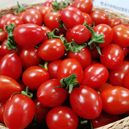 산정마을 대추 방울토마토 4-5번과 5kg