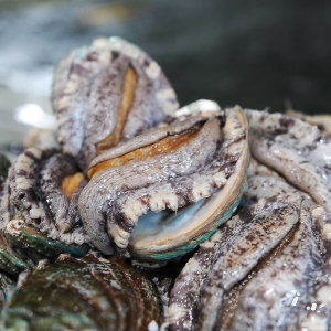 바다마을 푸르른 완도 활전복 가장큰전복 대왕특대 4-6미1kg