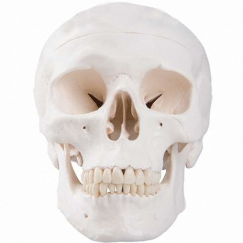 3B사이언티픽 A20 기본형 두개골모형 3분리_이미지