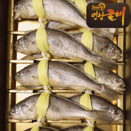 참굴비 10마리 1.3kg 중 22cm내외