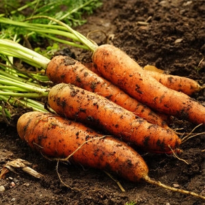 농협 흙당근 10kg 특품