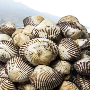참살림농산 벌교 새꼬막(상) 3kg (1개)_이미지