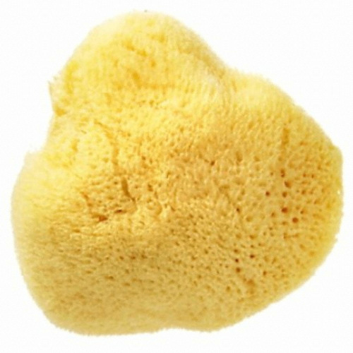 그리스 천연 해면 3~3.5인치