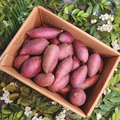 아이홈푸드 땅끝남해 해남 황토 세척 꿀고구마 특대 10kg (1개)