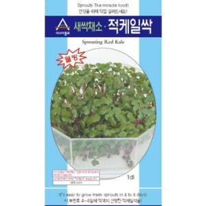 새싹케일 새싹케일씨앗 케일새싹 새싹씨앗 새싹 씨앗