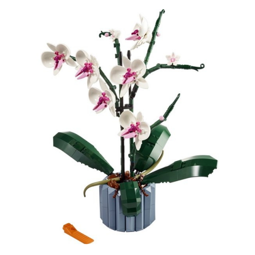 ���� ���� (10311)