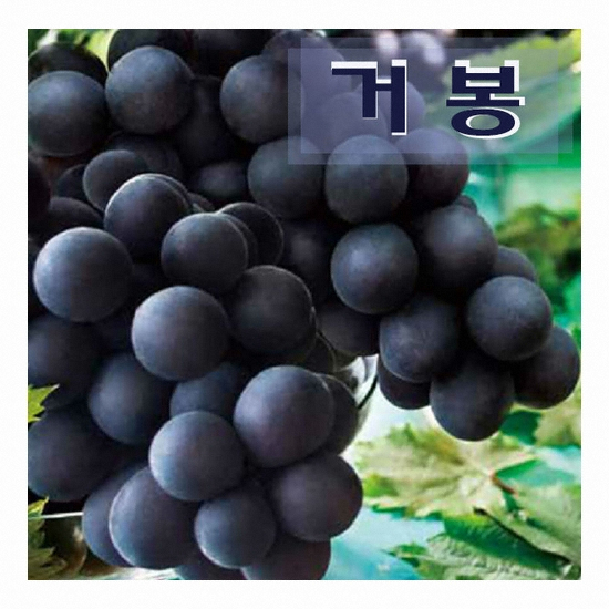 푸른농원 국내산 하우스 거봉포도 2kg (1개)