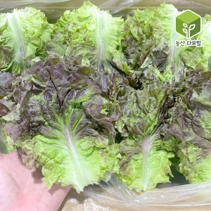 농산다모임 국내산 포찹 꽃상추 4kg이미지입니다. 누르면 해당 게시물로 새창이동합니다.