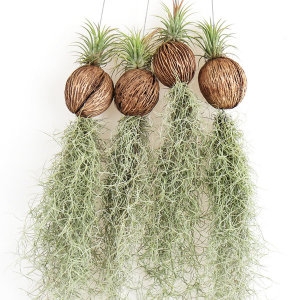 갑조네 파인애플 수염틸란드시아