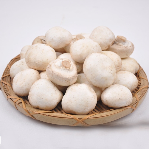 푸르젠 산지직송 양송이버섯 파지 2kg /GAP 인증