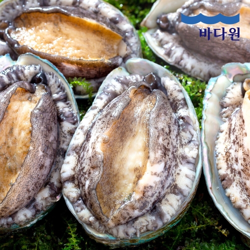 바다원 산지직송 완도 활전복 9~10미내외 1kg (1개)_이미지