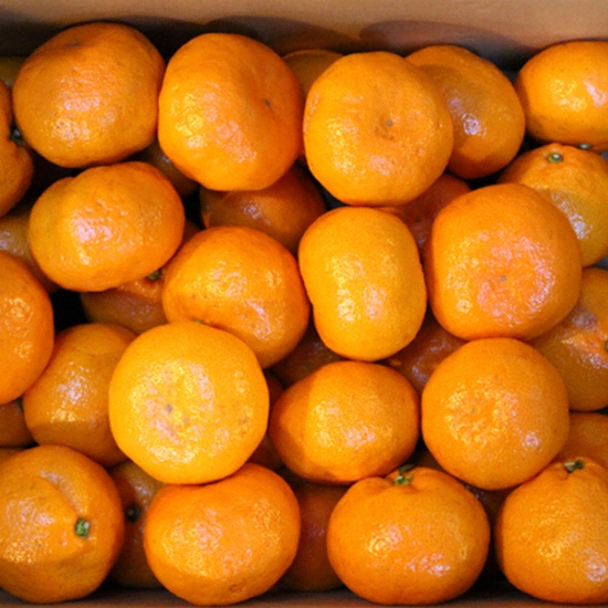 신애농산 당도높은 제주효돈감귤 60~79개(과) 5kg (1개)