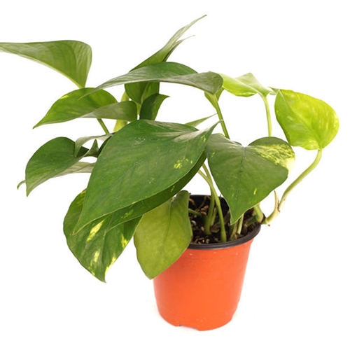 고운물 스킨답서스_이미지