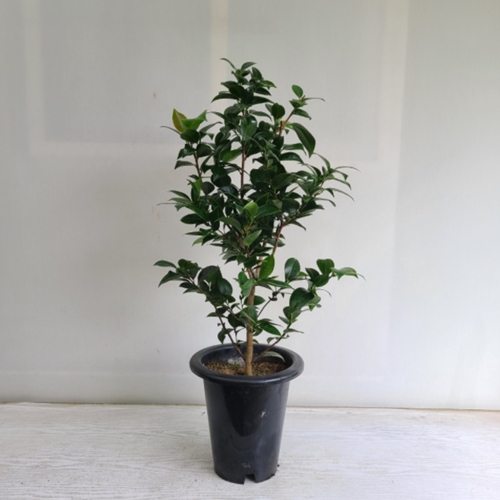 온누리꽃농원 동백나무 블랙로즈_이미지