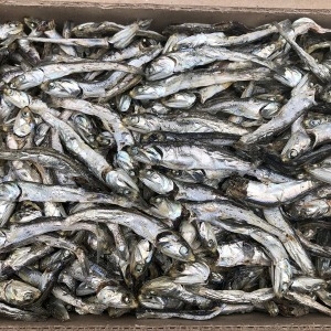 신건호멸치 특품 다시멸치 1.5kg 대멸치 국물멸치 멸치