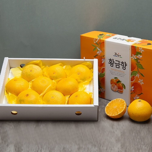 제주푸드마씸 서귀포 현가원 황금향 3kg 8-10과 실중량