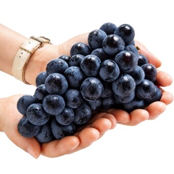 꿍이네 프리미엄 캠벨 <b>포도</b> 특품 1kg 내외